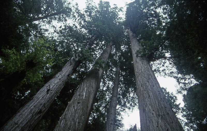 redwoods along the prairie creek trail 4k