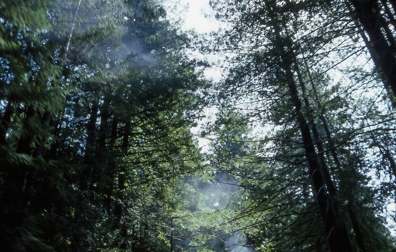 skunk train passing through the forest 4k