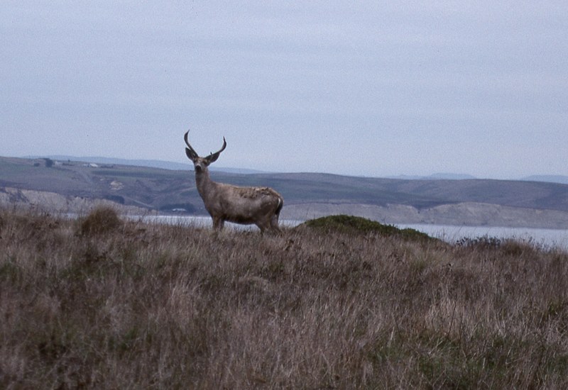 elk at point reyes 4k