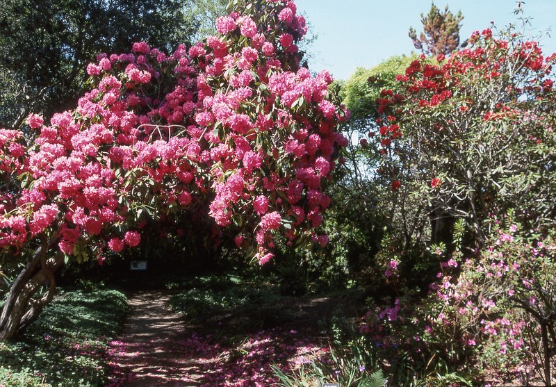 mendocino botanical gardens 4k