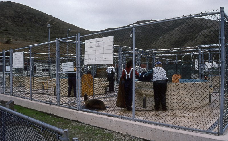 marine mammal center in marin county 4k