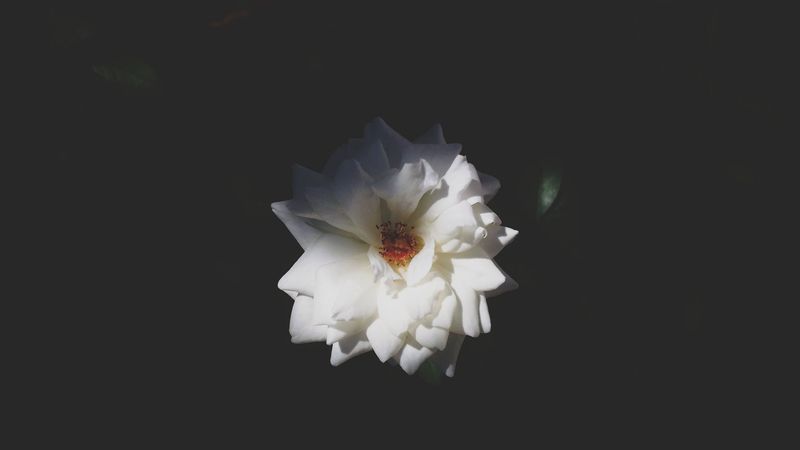 rose, bud, petals, white, 4k
