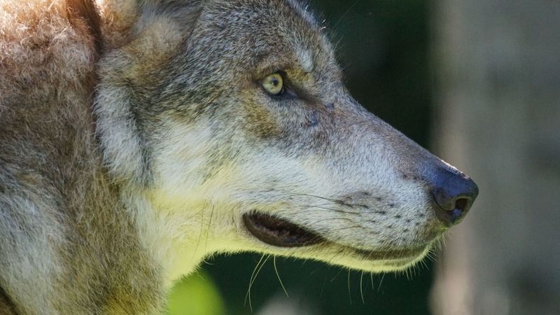 wolf, predator, muzzle, wild, look, 4k