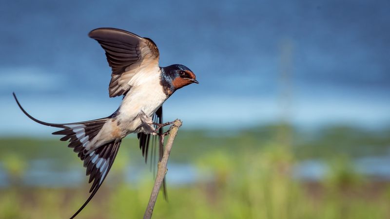 bird, flapping, wing, 4k