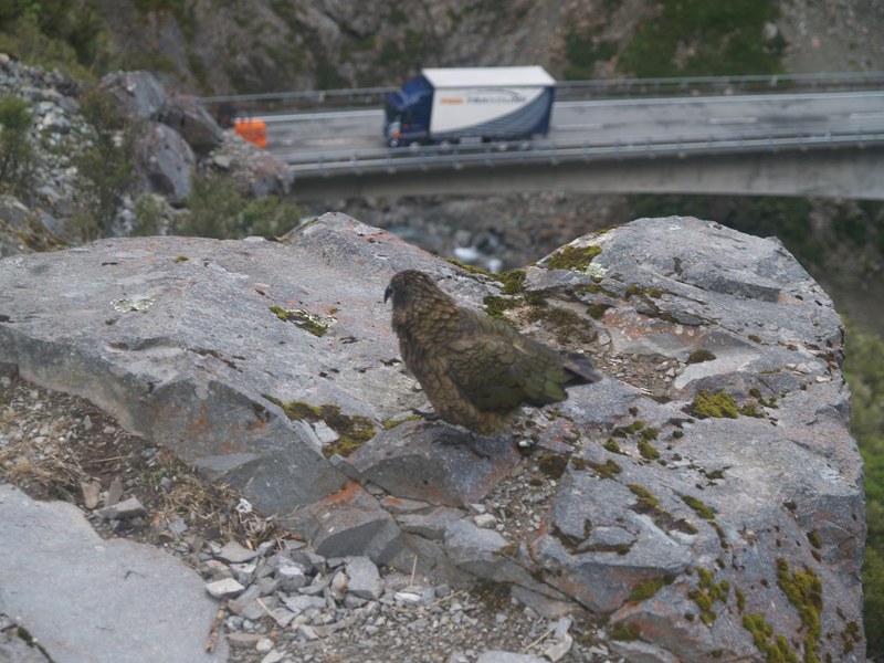 kea bird in the southern alps 4k