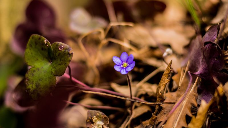 flower, petals, lonely, 4k
