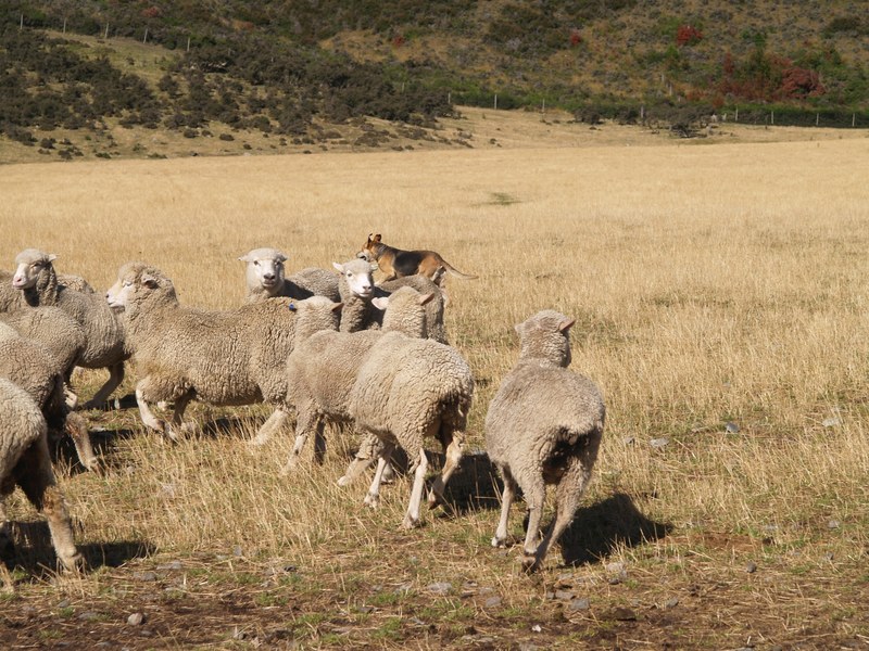 sheep dog at flock hill 4k