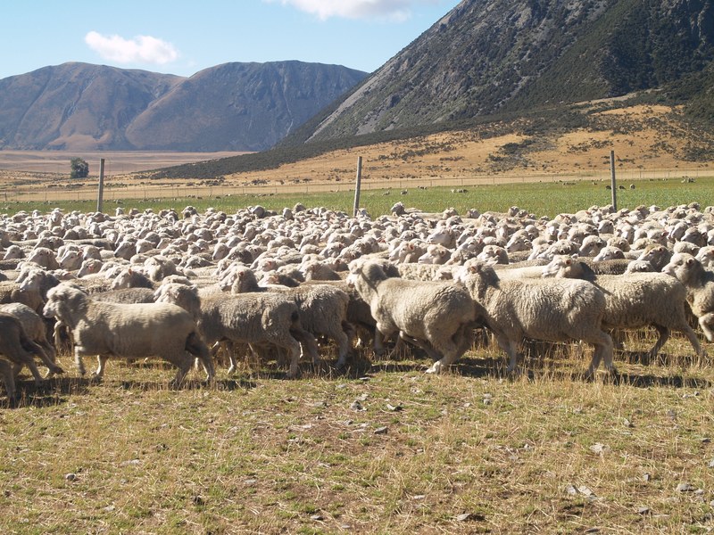 sheep at flock hill 4k