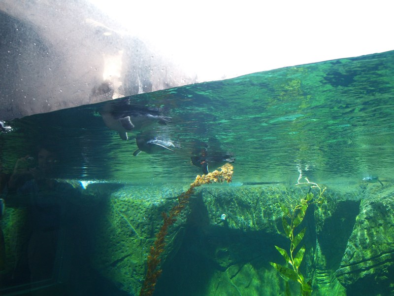 penguins at the antarctic centre 4k