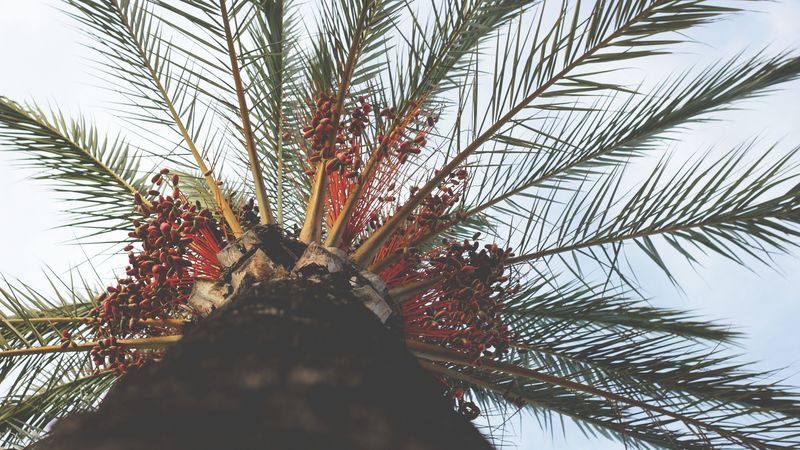palm tree, view from below, tropical, branches, trunk, 4k