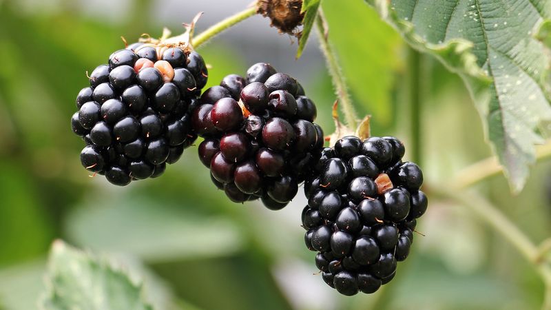blackberries, berries, branch, petals, 4k