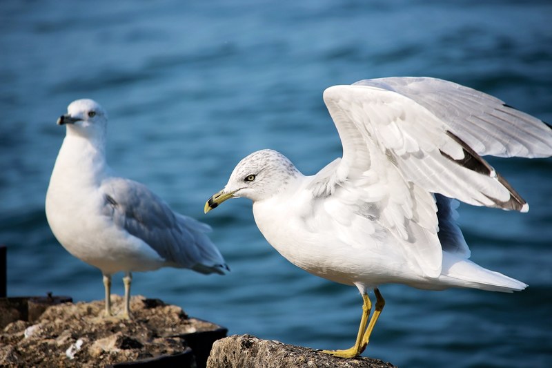 two seagulls on the rock by the ocean at montrose beach, seagulls on the rock 4k