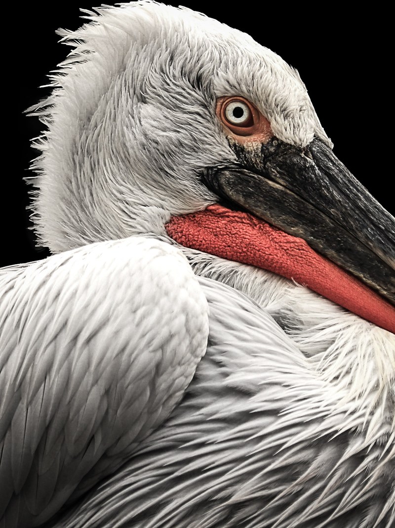 feathers bird beak and eye hd, 4k