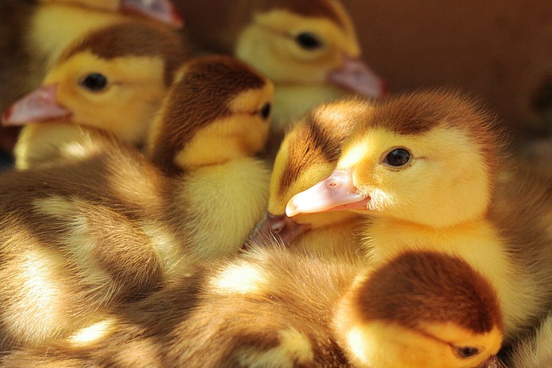 brown and yellow duckling chicks, duckling chicks 4k