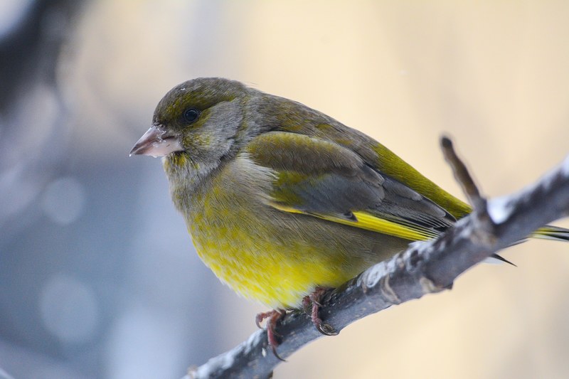 bird on the twig in winter 4k
