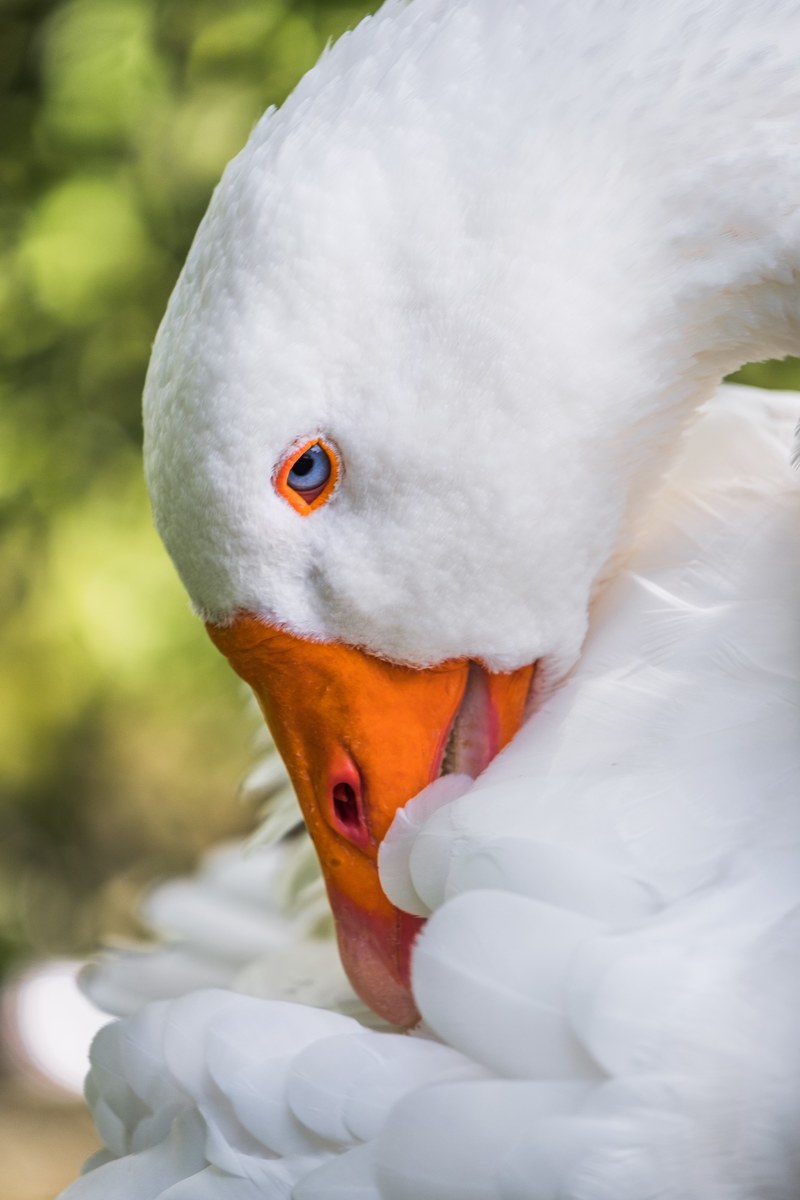 goose white goose feather and beak hd, 4k