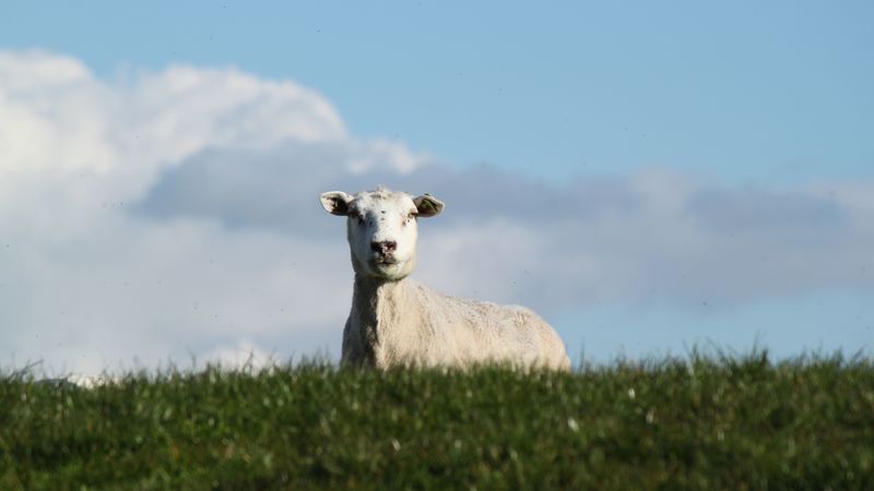 sheep, pasture, meadow, farm, 4k
