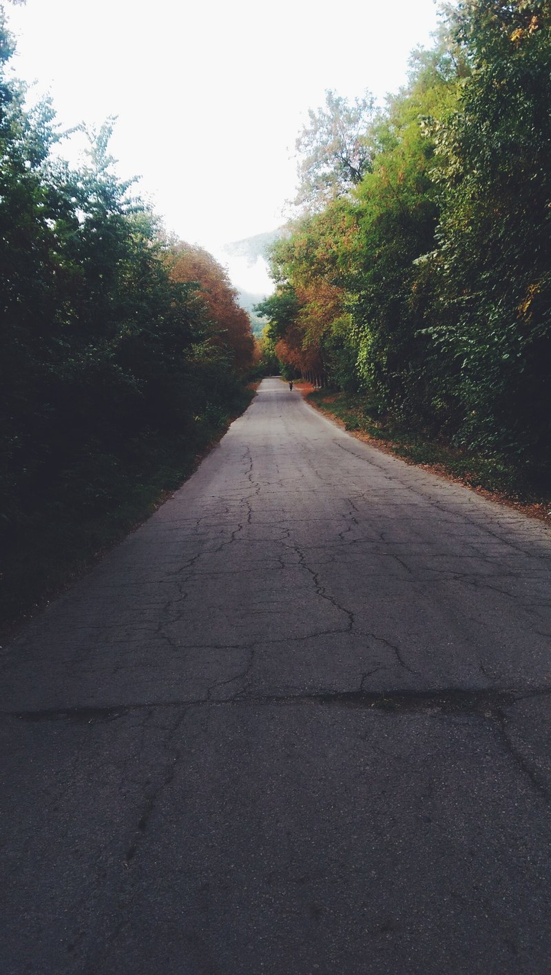 a long view down a treed road path in the middle of the country, country road pathway 4k