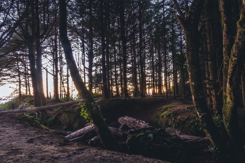 a treed pathway in tofino with broken fallen tree trunks, sunset over a fallen tree 4k