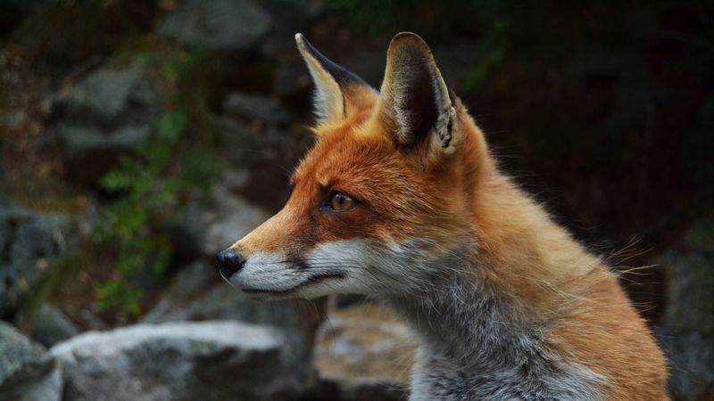 fox, predator, muzzle, attentiveness, 4k