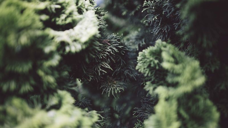 bush, pine needles, branches, close-up, 4k