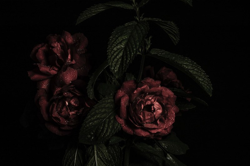 a dim shot of dark red roses covered in water droplets, dark reds water with water droplets 4k