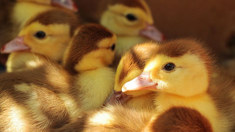 ducklings, many, chicks, 4k