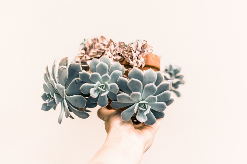 a persons outstretched hand holding a flowerpot with succulents, holding a succulent flowerpot 4k