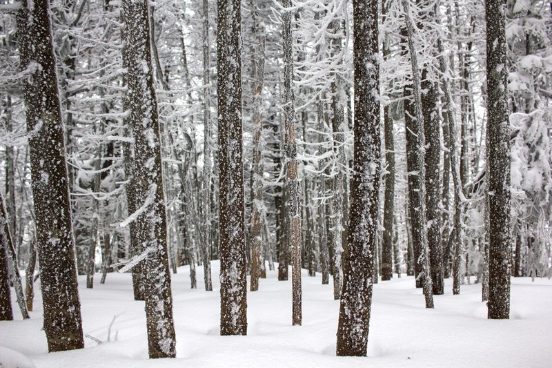 tree forest snow and woodland 4k
