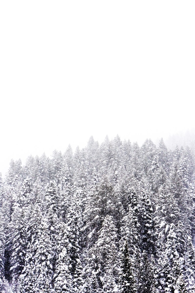 the perspective from above a winter forest at american fork canyon in utah, snow fall 4k