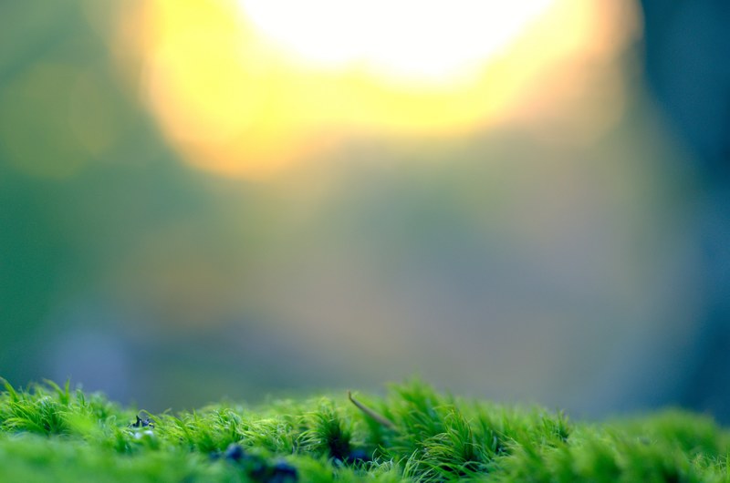 tiny blades of a lush green grass under a blurry light, tiny blades of grass 4k