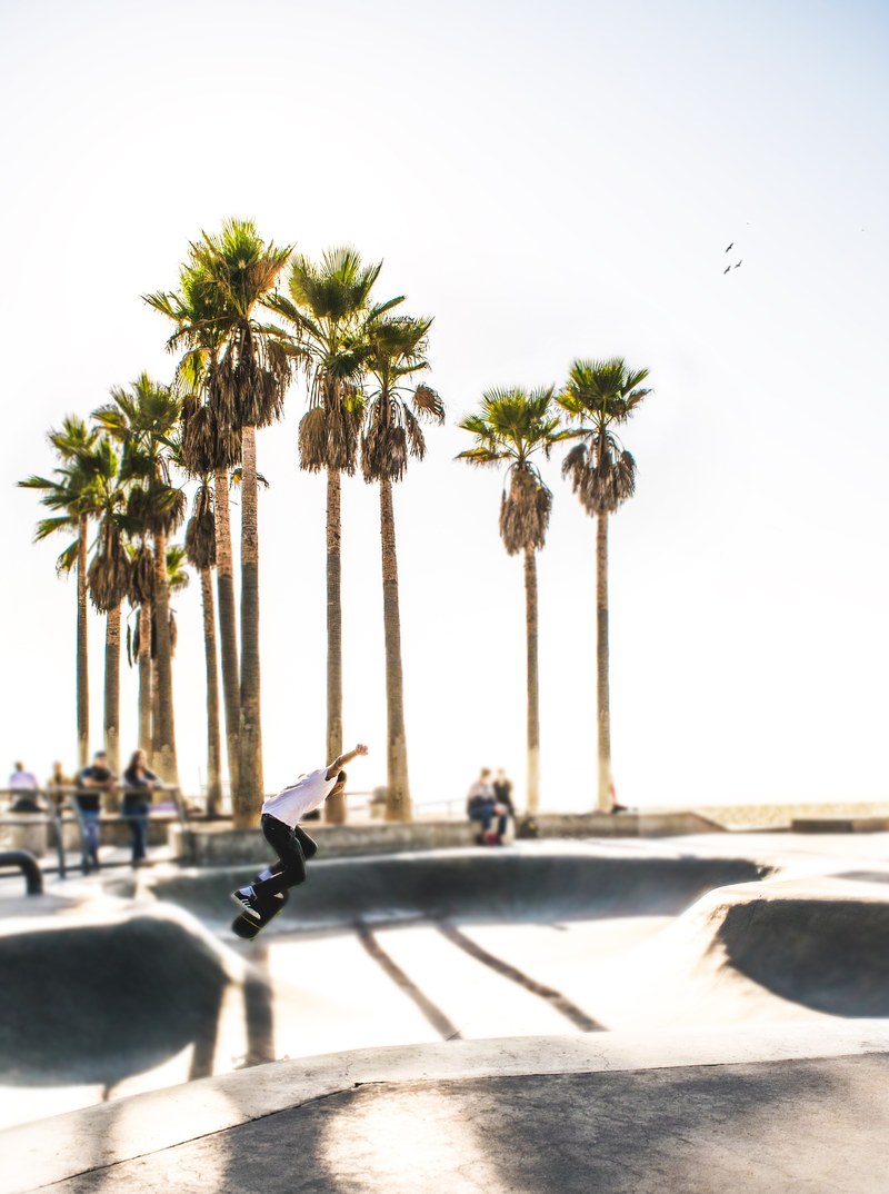 tree palm tree skateboard and skateboarder hd, 4k