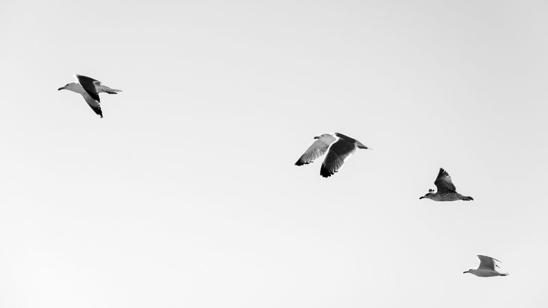 seagulls, birds, flying, sky, 4k