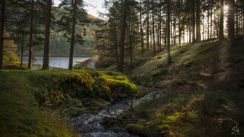 forest, stream, landscape, 4k