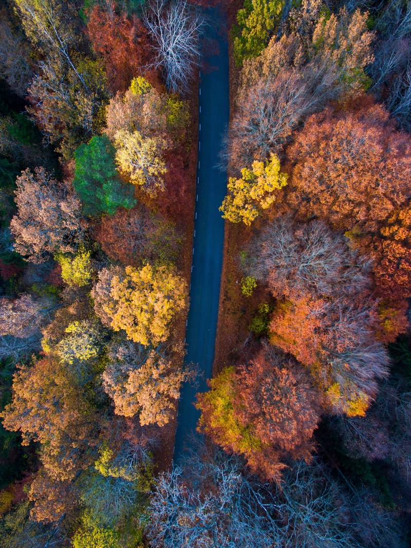 a drone shot of a road between rows of autumn trees, scenic autumn road 4k