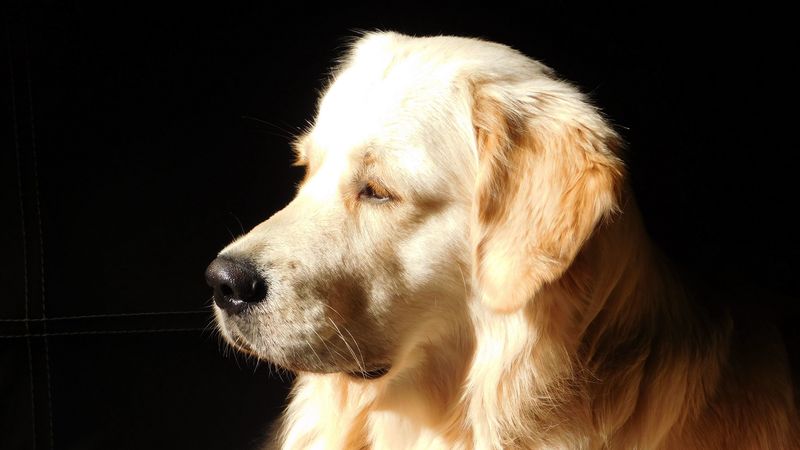 dog, muzzle, profile, sunshine, 4k