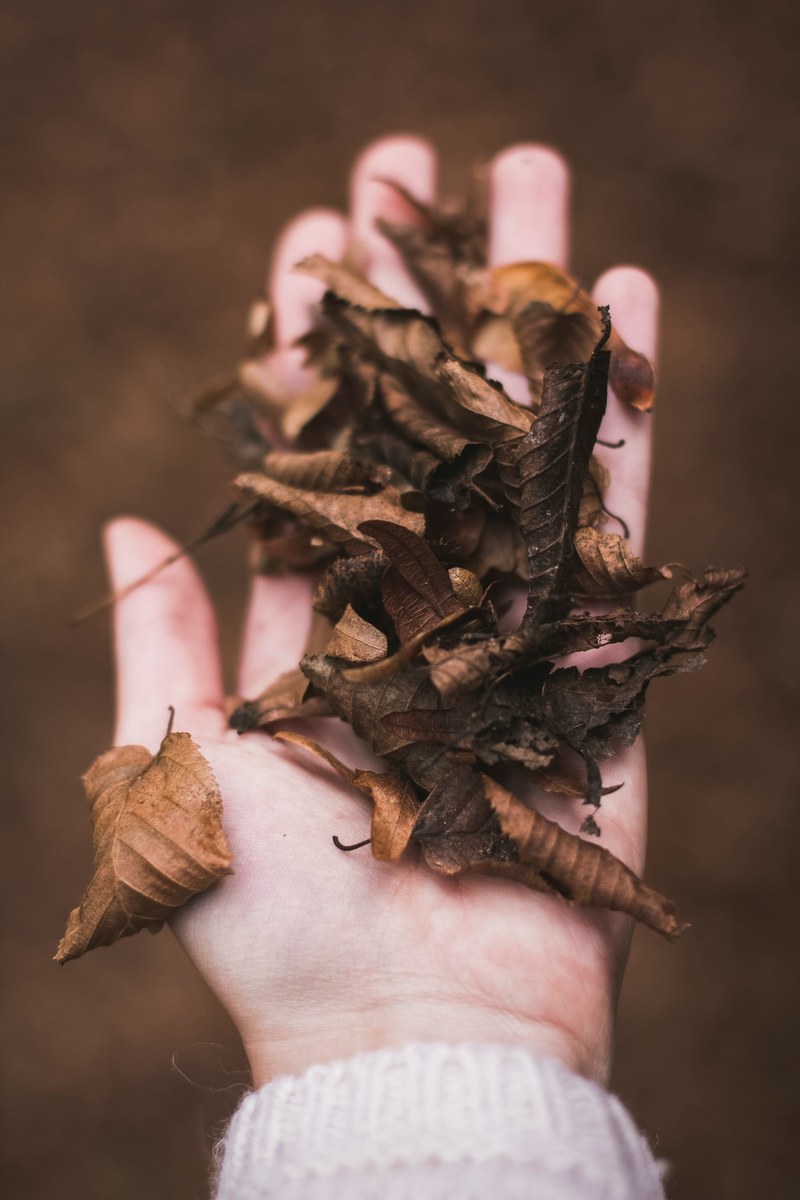 leaves brown leaves autumn and fall hd, 4k
