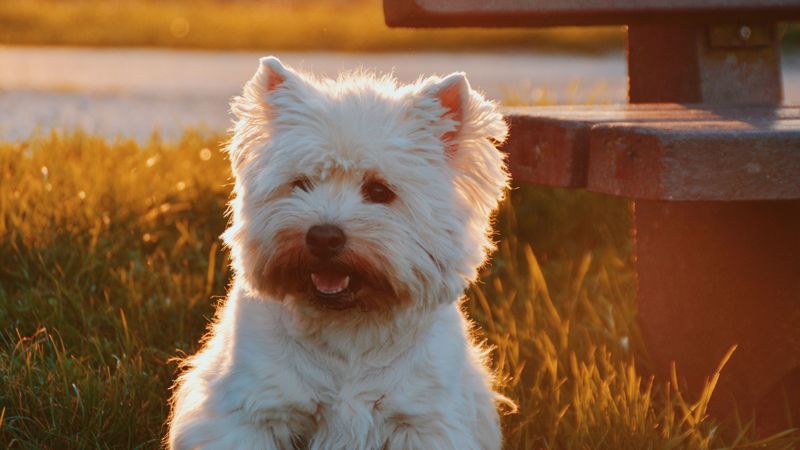 dog, grass, fluffy, 4k