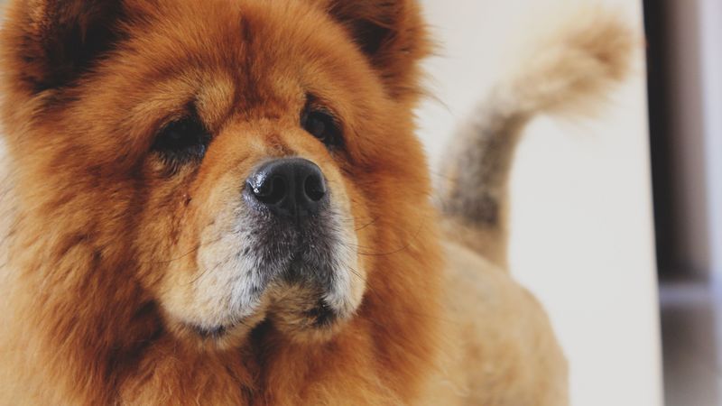 chow chow, dog, muzzle, 4k