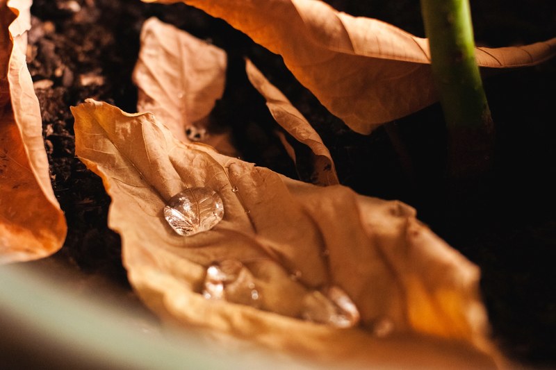 water drops on an orange autumn leaf besides other leaves and a plants stem on damp soil, water drops on autumn leaf 4k