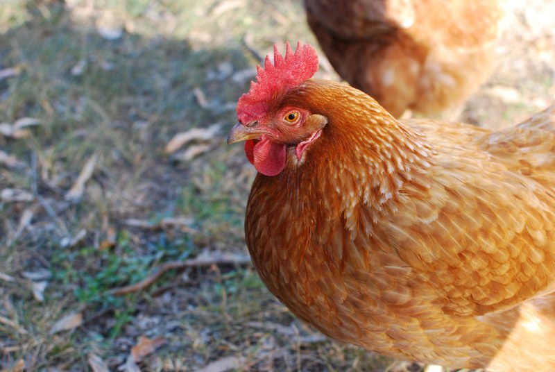 golden chicken stands outside in a grassy field, portrait of a hen 4k