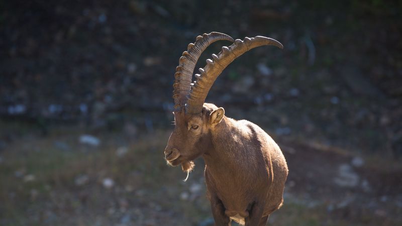mountain goat, horn, alps, 4k