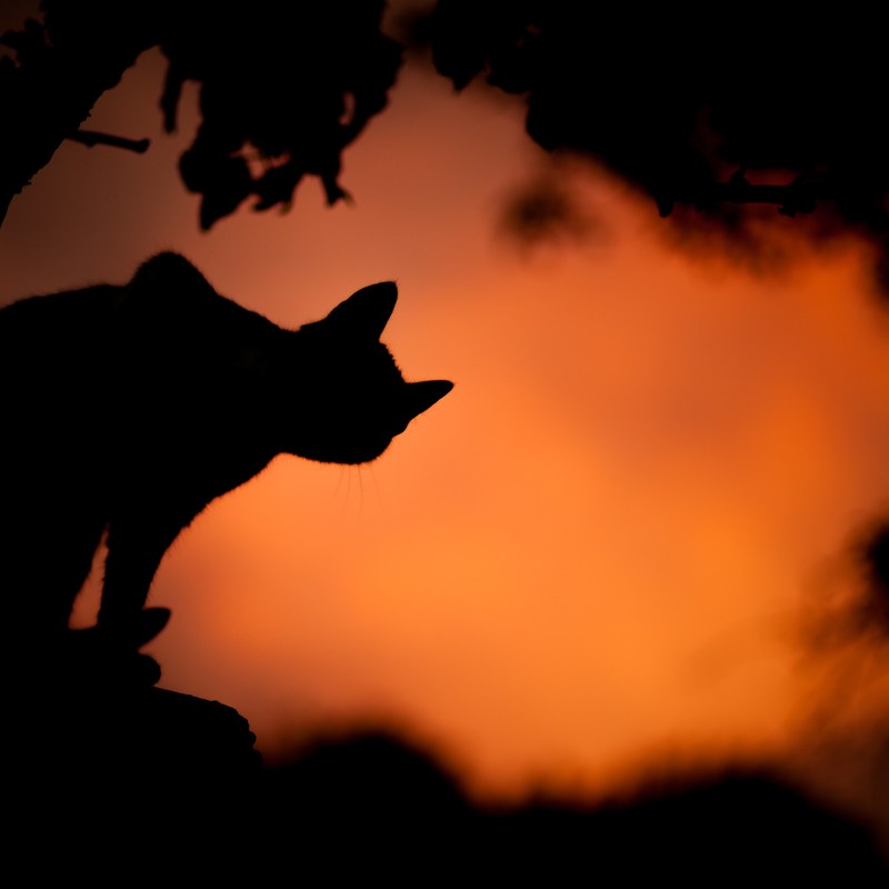 silhouette shot of cat and tree against orange sky background in cerkno, twilight cat silhouette 4k