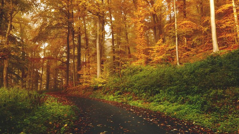 autumn, trees, forest, trail, 4k