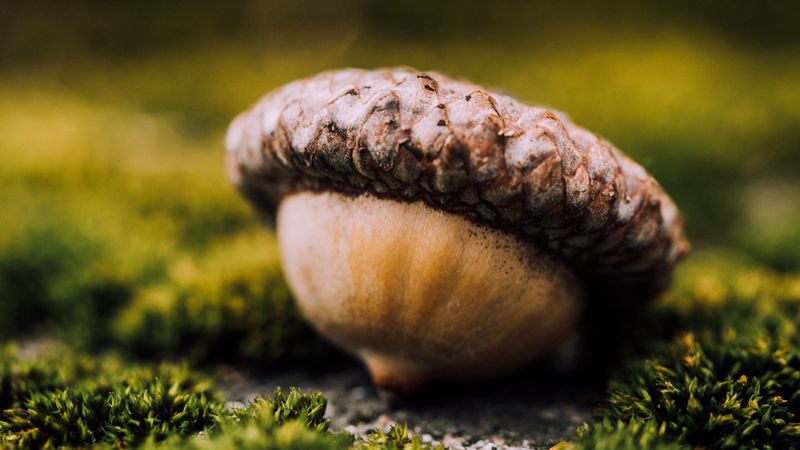 acorn, seed, close-up, 4k