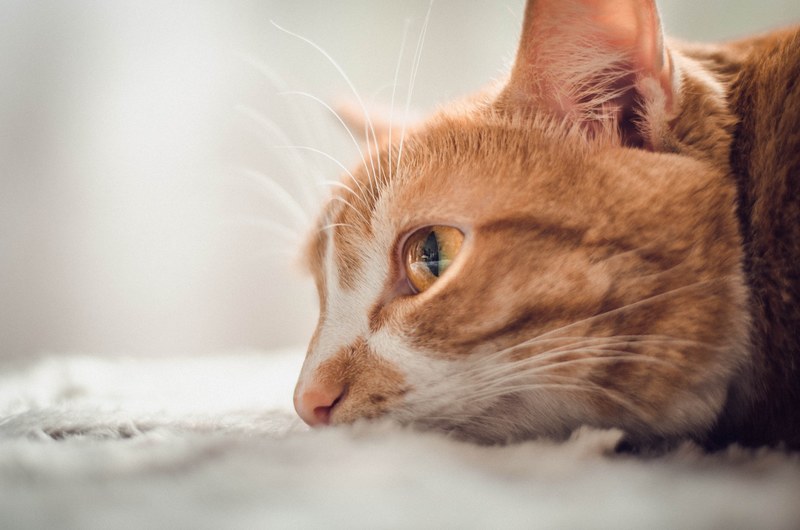cat domestic cat pet and animal 4k