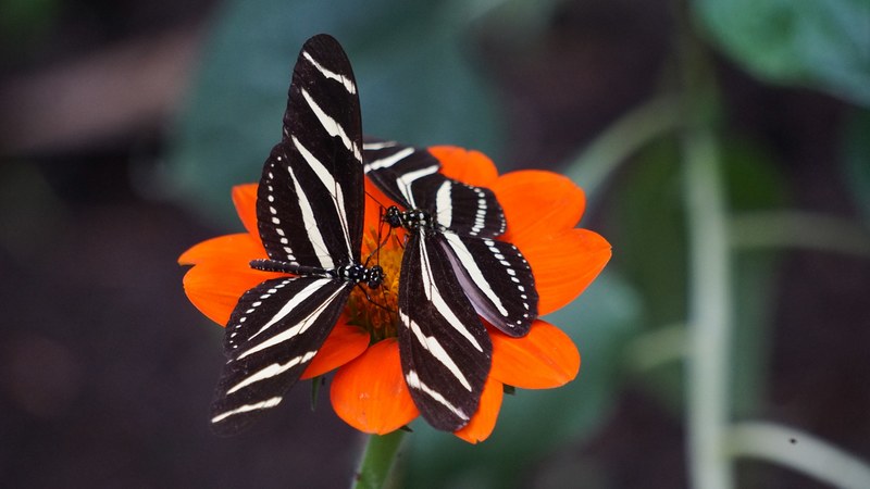 two black butterflies with white stripes on their wings on a deep orange flower, regal butterflies on an orange flower 4k
