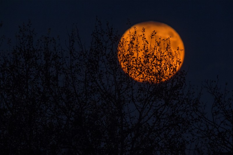 leafy branches seen silhouetted against an orange moon over zagreb, shy moon 4k