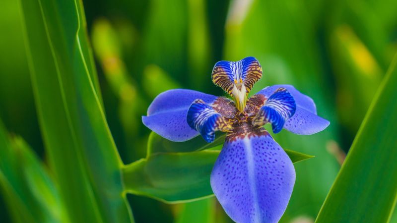 iris, flower, petals, 4k