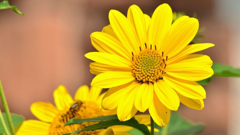 sunflower, flower, bud, 4k